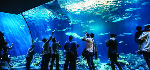 Shedd