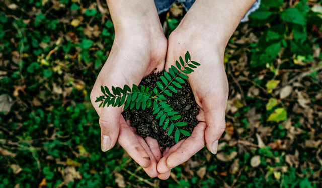 plant-hands