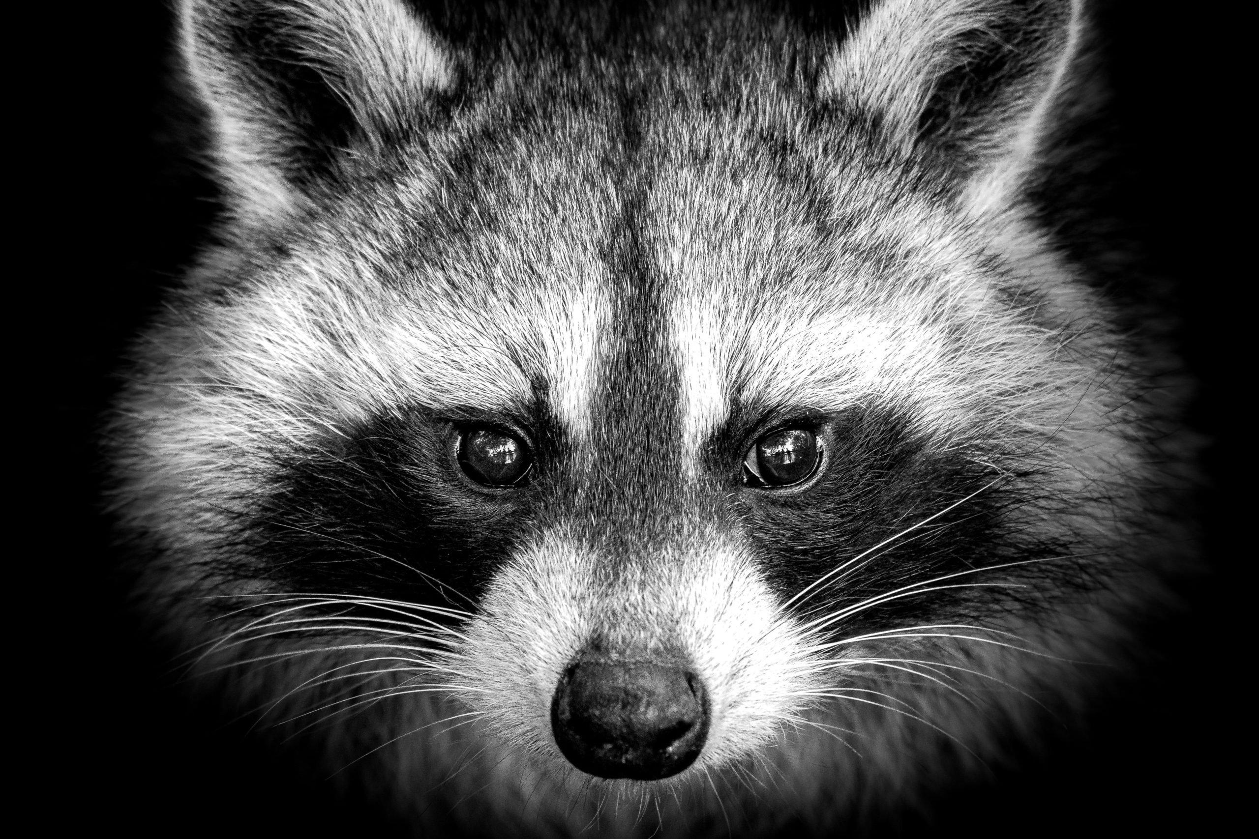 Raccoon The Story Of A Typical Infostealer