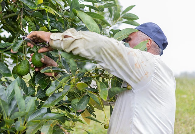 Afro-descendant farmer harvesting avocados from the tree
