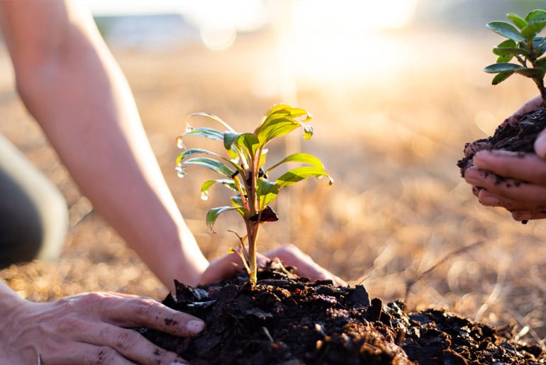 Plant a tree