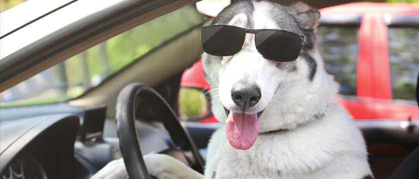 Cute dog in sunglasses sitting in car